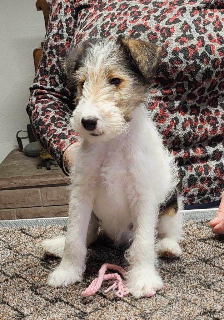 Du Puits D'Eiram - Chiot disponible  - Fox Terrier Poil Dur