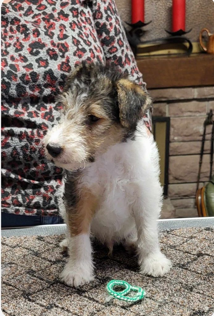 Du Puits D'Eiram - Chiot disponible  - Fox Terrier Poil Dur