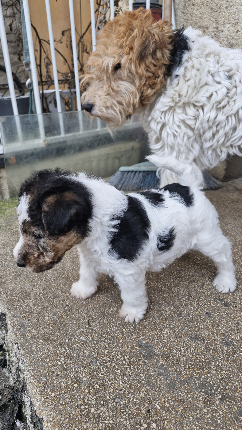 Du Puits D'Eiram - Chiots disponibles - Fox Terrier Poil Dur