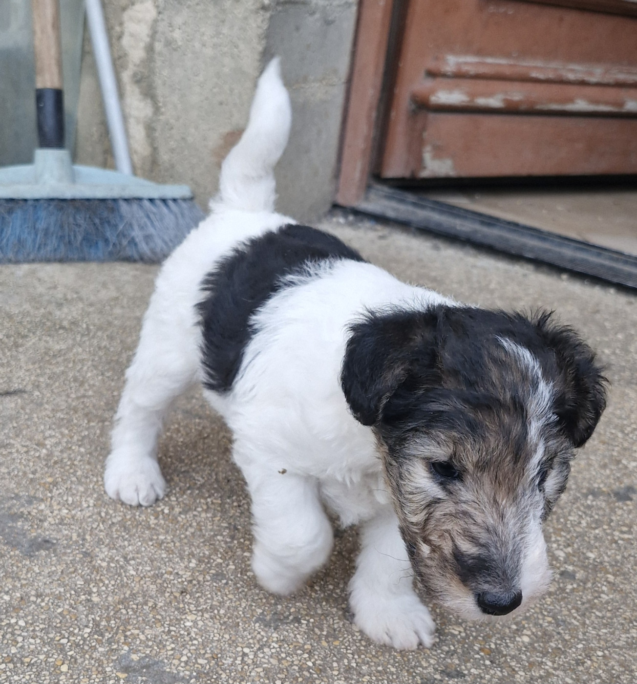 Du Puits D'Eiram - Chiots disponibles - Fox Terrier Poil Dur